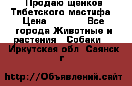 Продаю щенков Тибетского мастифа › Цена ­ 45 000 - Все города Животные и растения » Собаки   . Иркутская обл.,Саянск г.